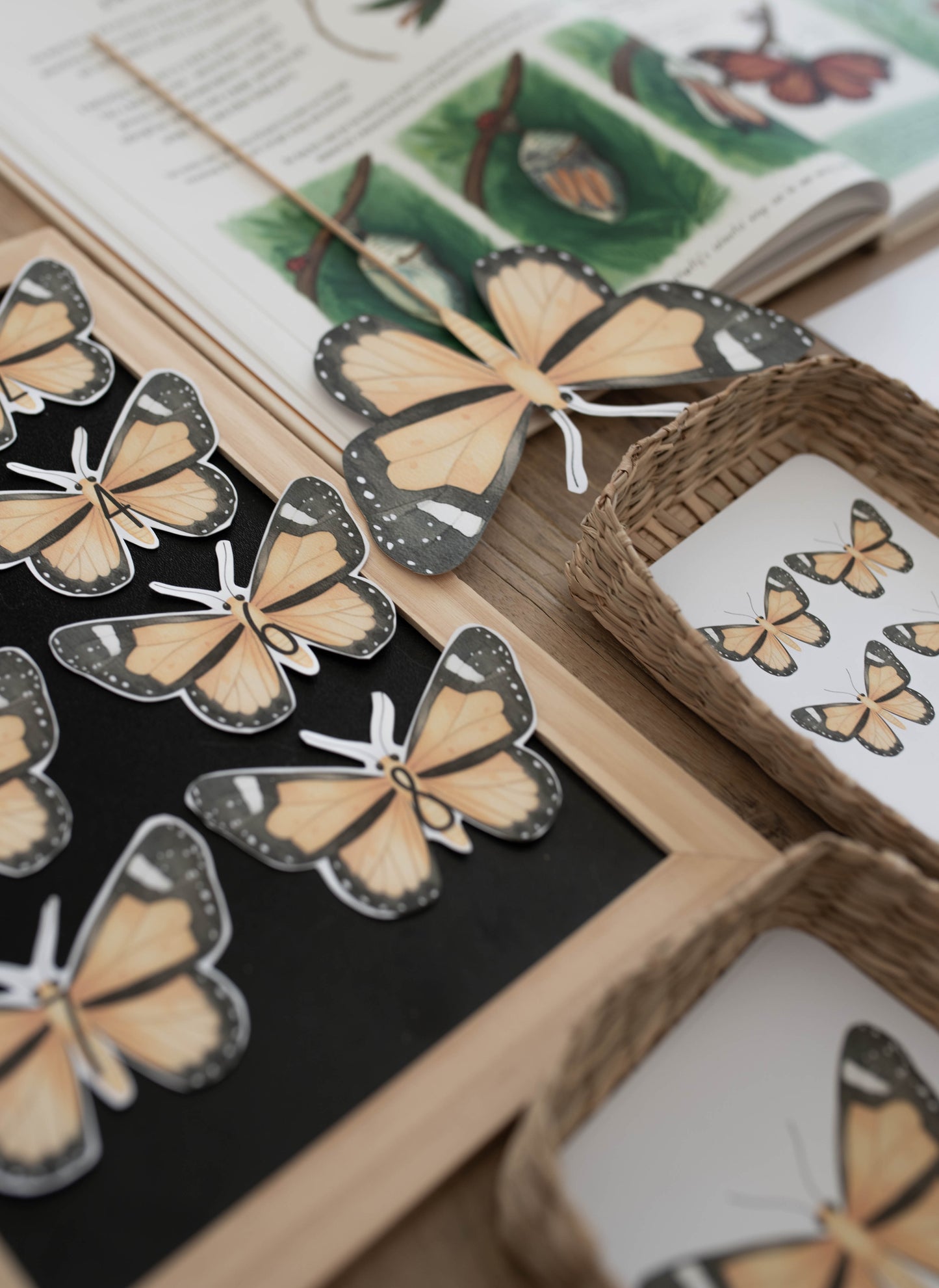 BUTTERFLY MINI UNIT STUDY