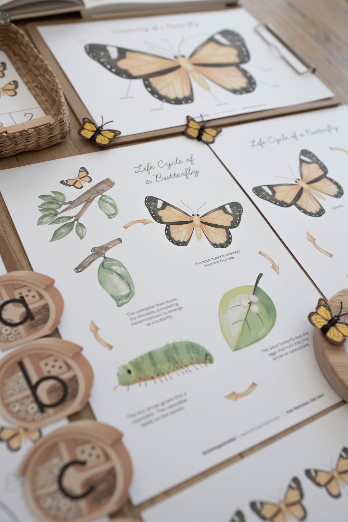 BUTTERFLY MINI UNIT STUDY