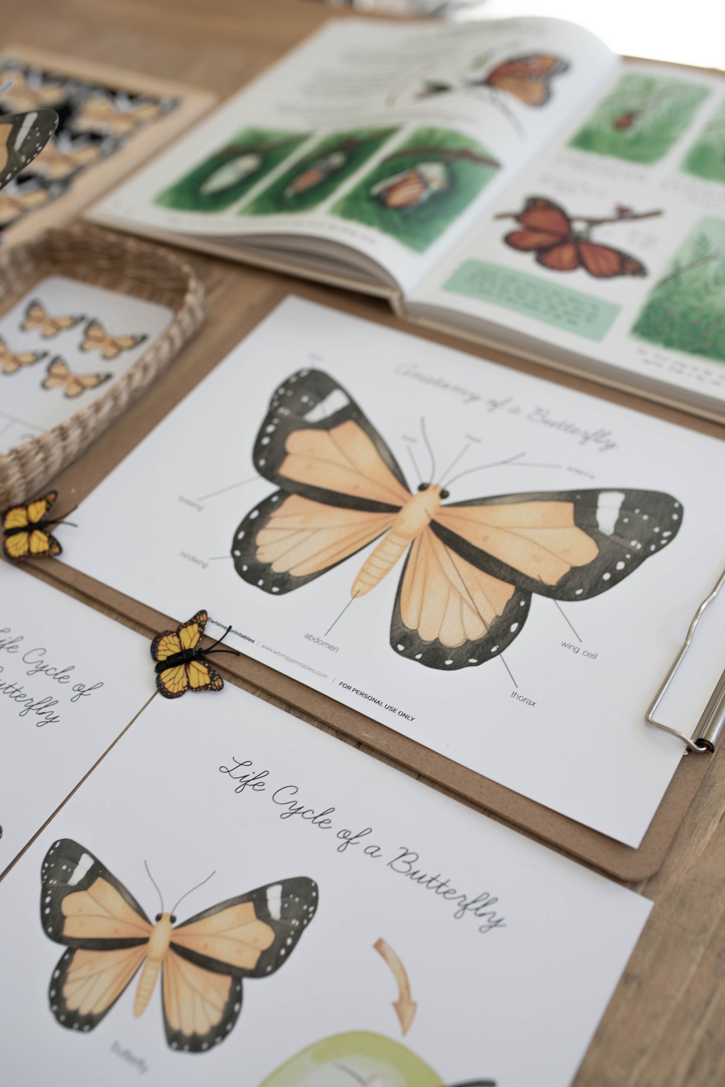 BUTTERFLY MINI UNIT STUDY
