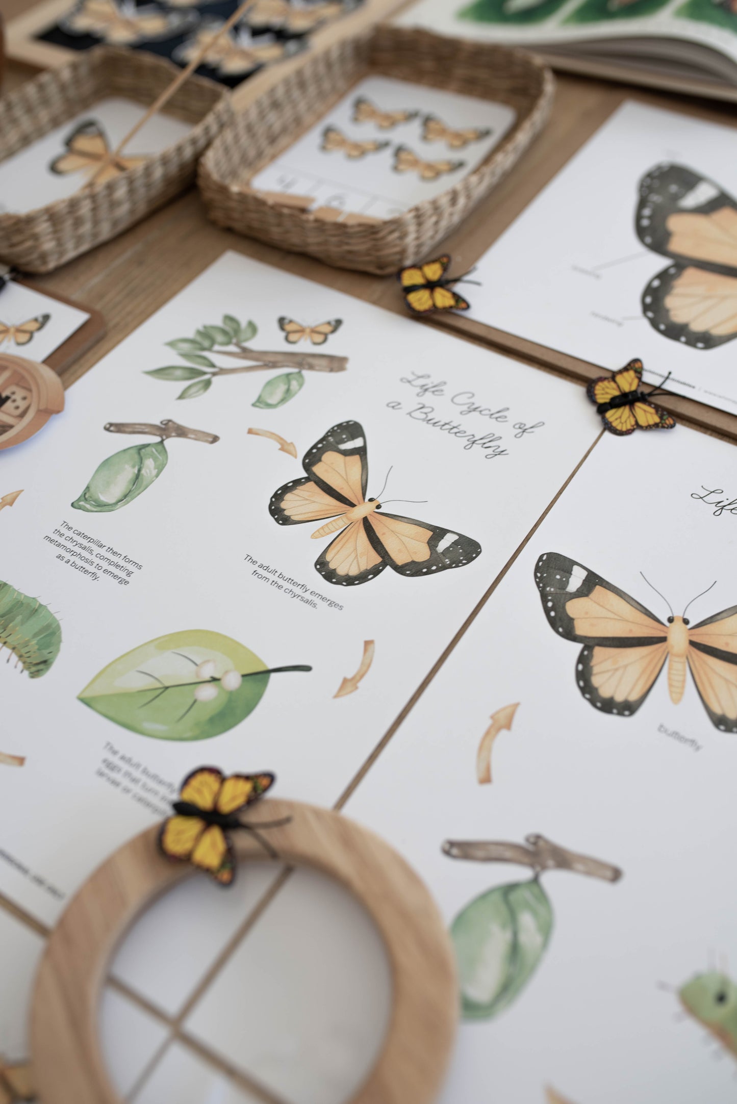 BUTTERFLY MINI UNIT STUDY