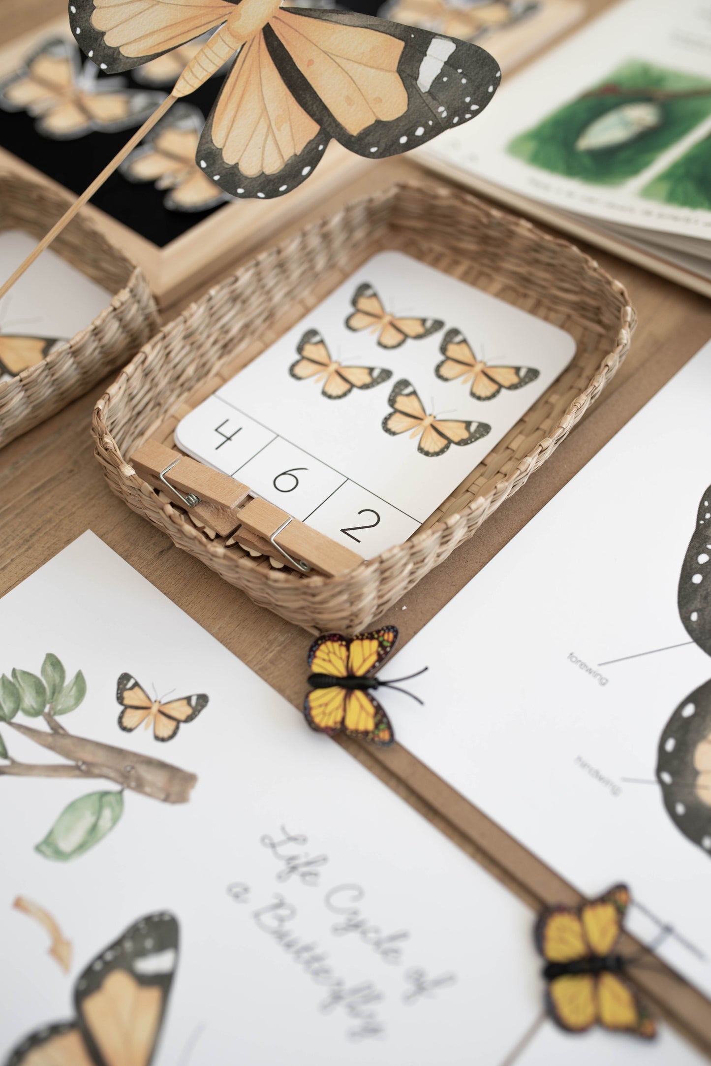 BUTTERFLY MINI UNIT STUDY