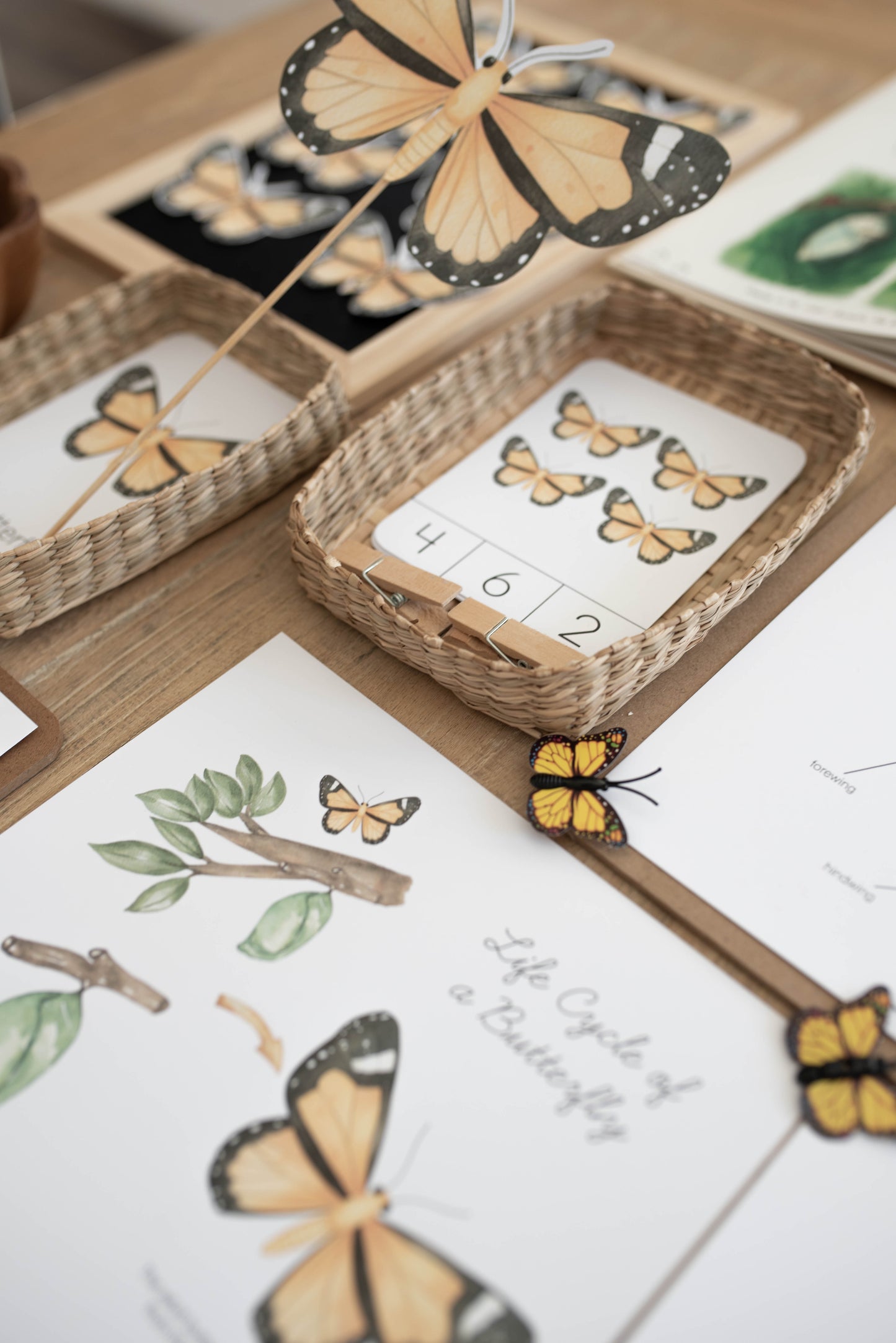 BUTTERFLY MINI UNIT STUDY
