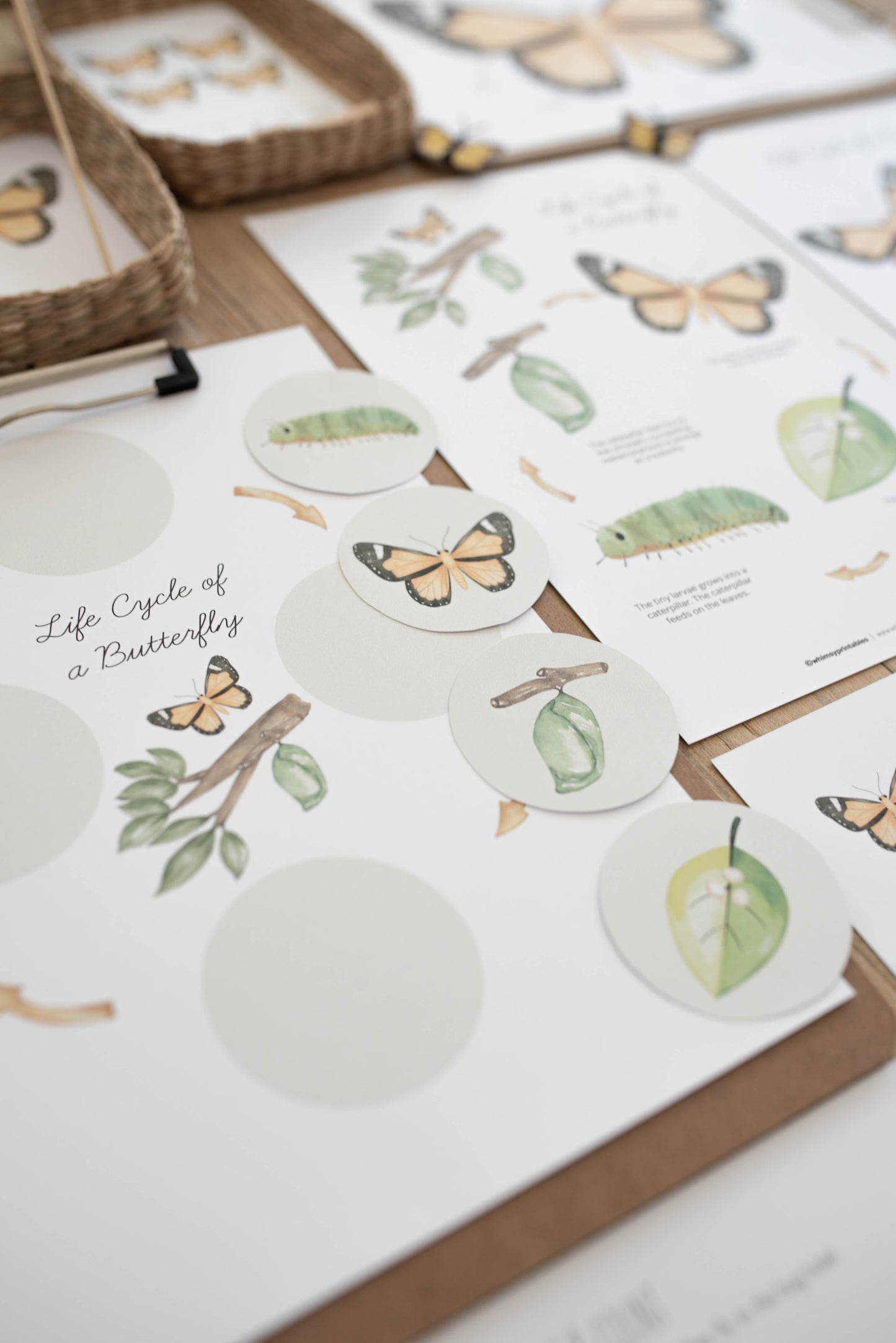 BUTTERFLY MINI UNIT STUDY