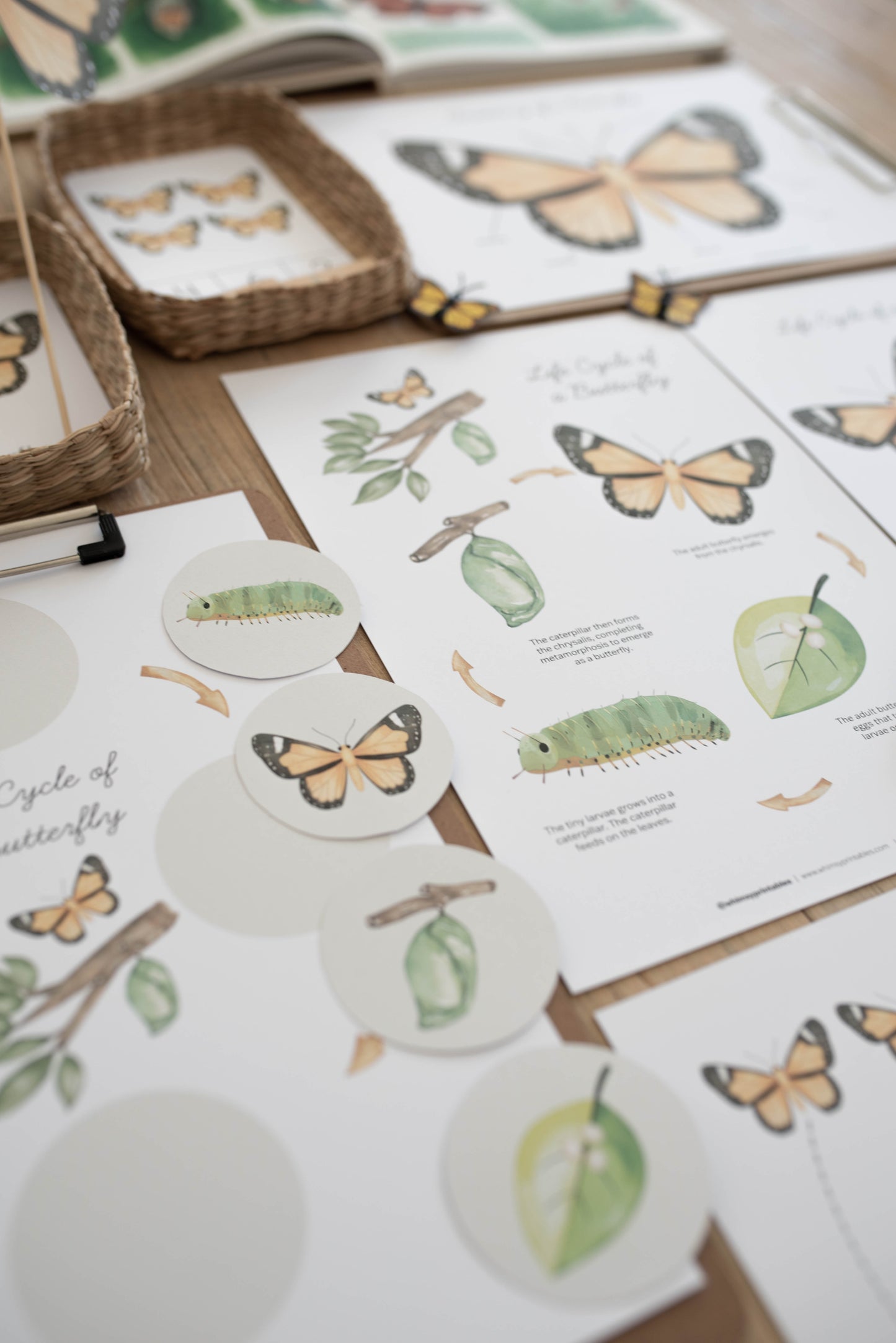 BUTTERFLY MINI UNIT STUDY