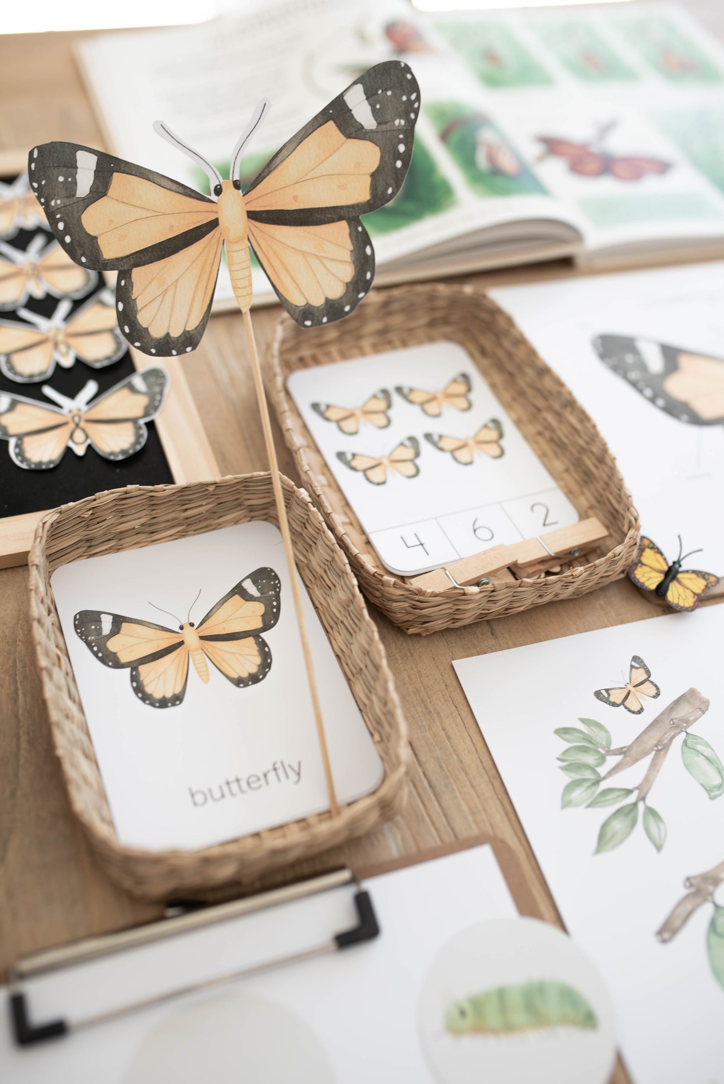 BUTTERFLY MINI UNIT STUDY