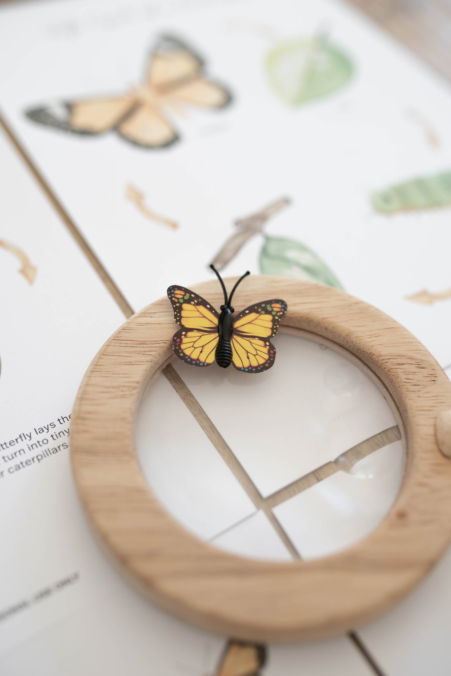 BUTTERFLY MINI UNIT STUDY