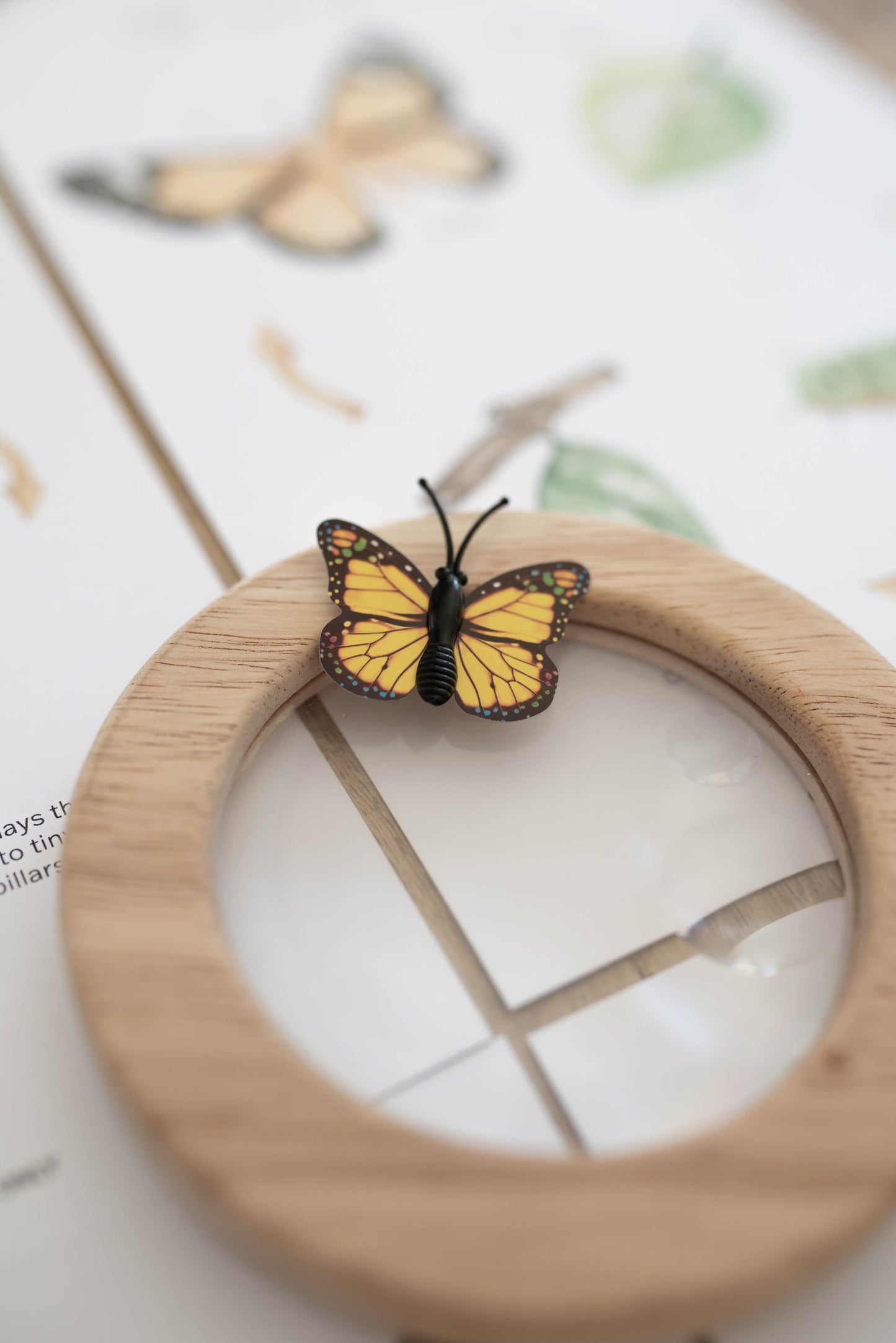BUTTERFLY MINI UNIT STUDY