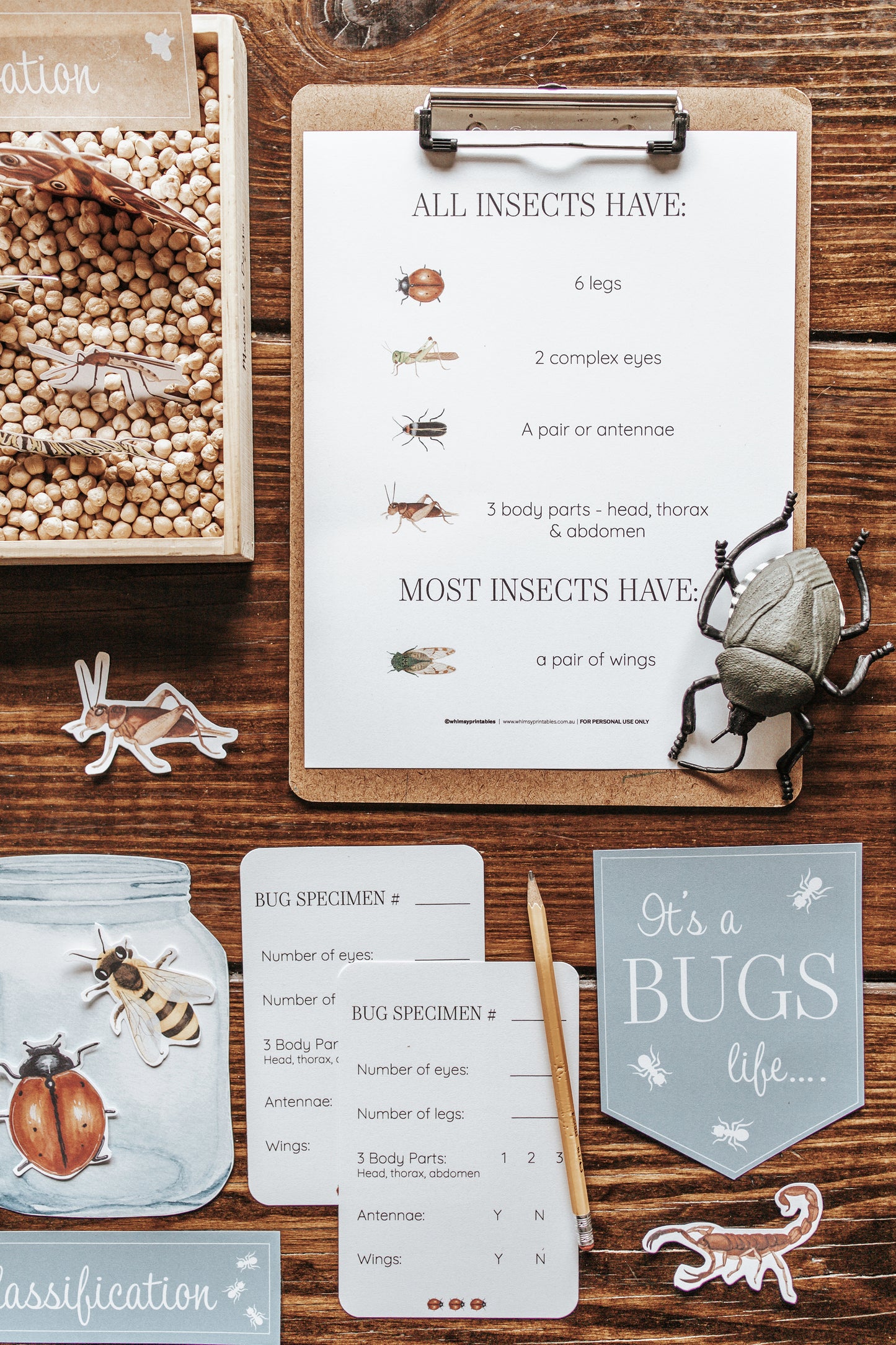 ENTOMOLOGY LAB DRAMATIC PLAY SET