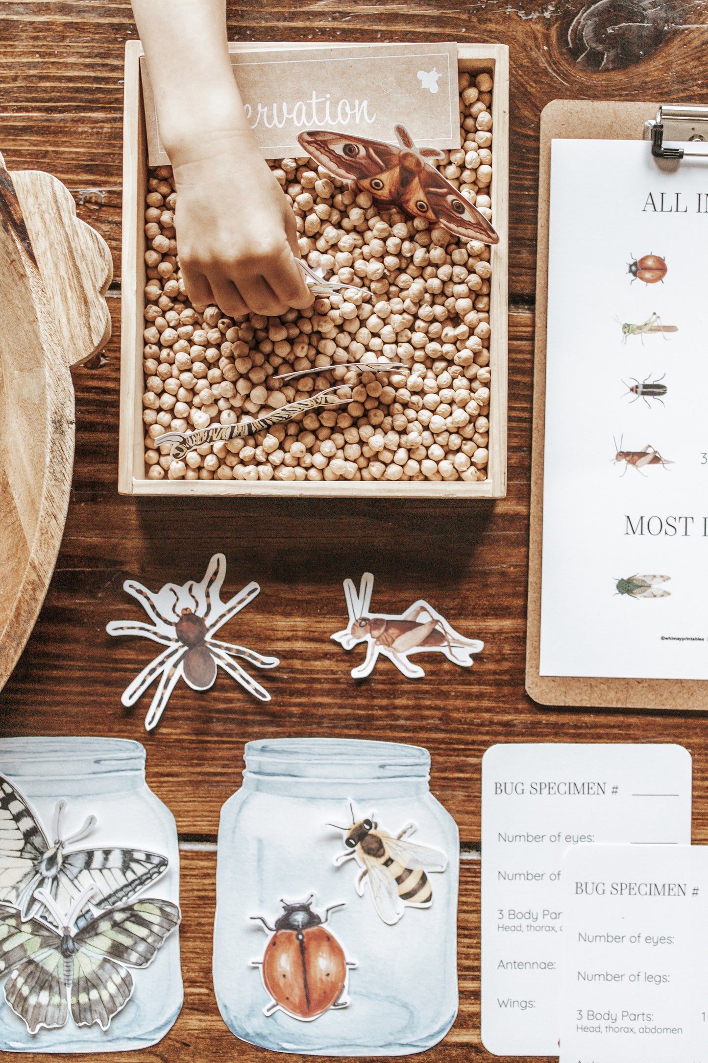 ENTOMOLOGY LAB DRAMATIC PLAY SET