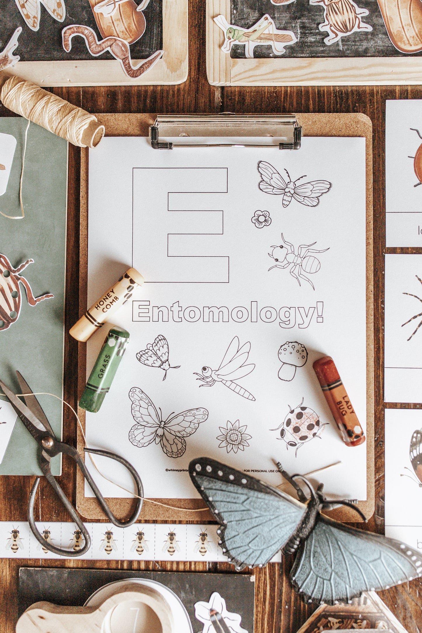 BUGS/ENTOMOLOGY MORNING BASKET