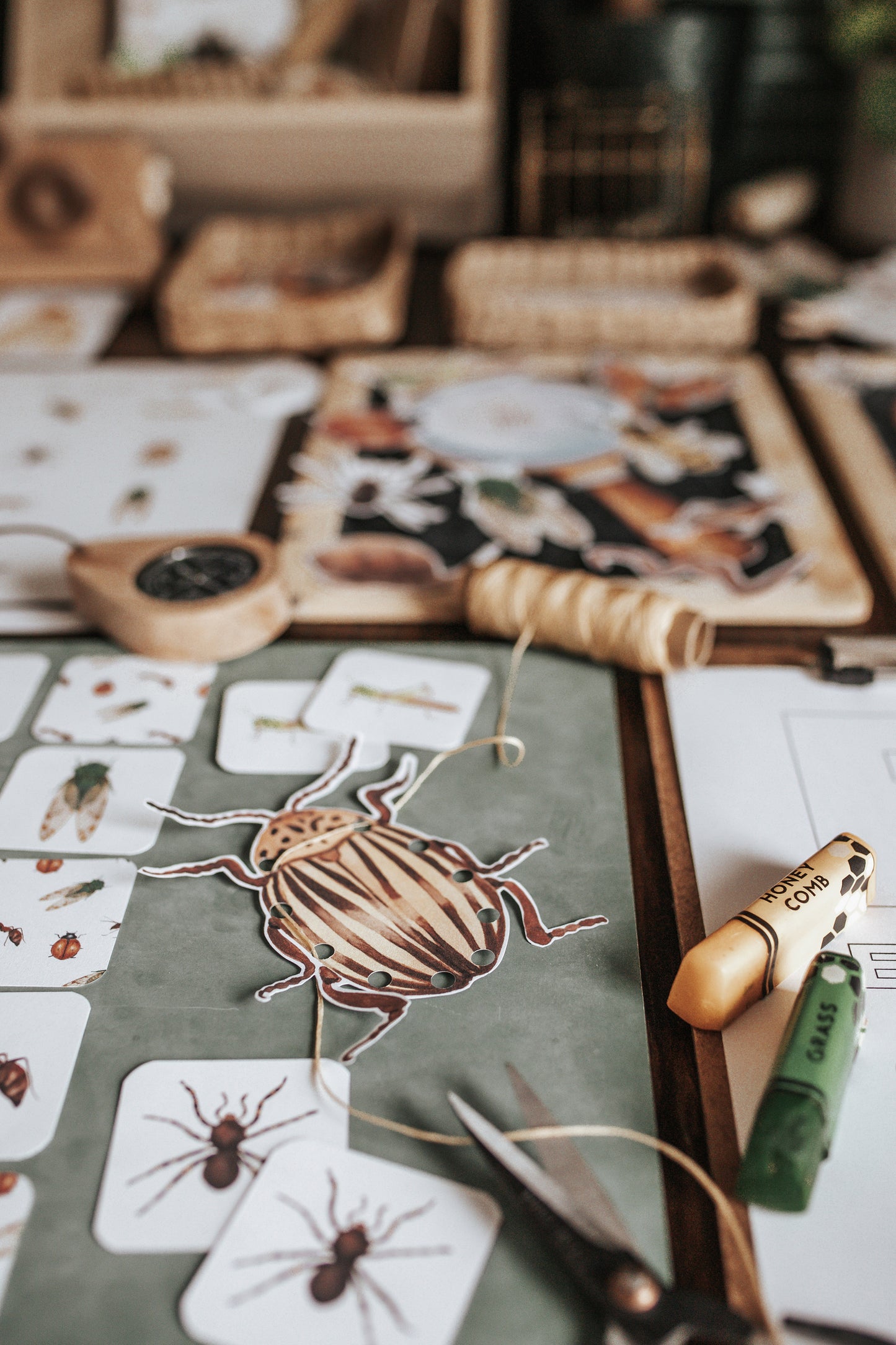 BUGS/ENTOMOLOGY MORNING BASKET
