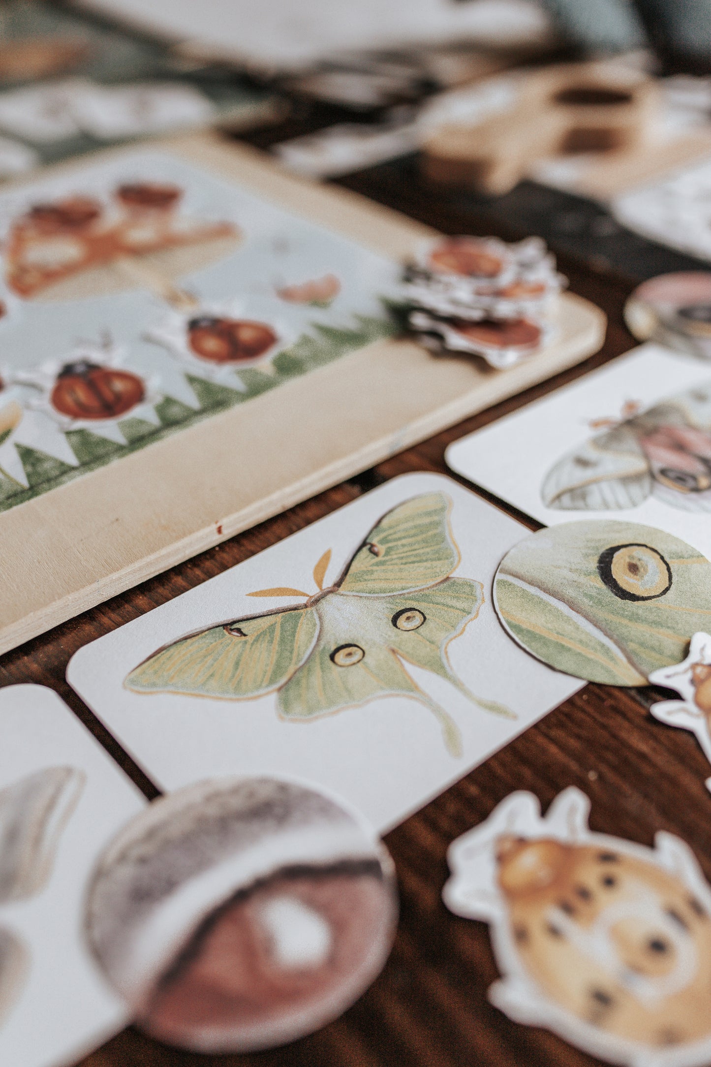 BUGS/ENTOMOLOGY MORNING BASKET