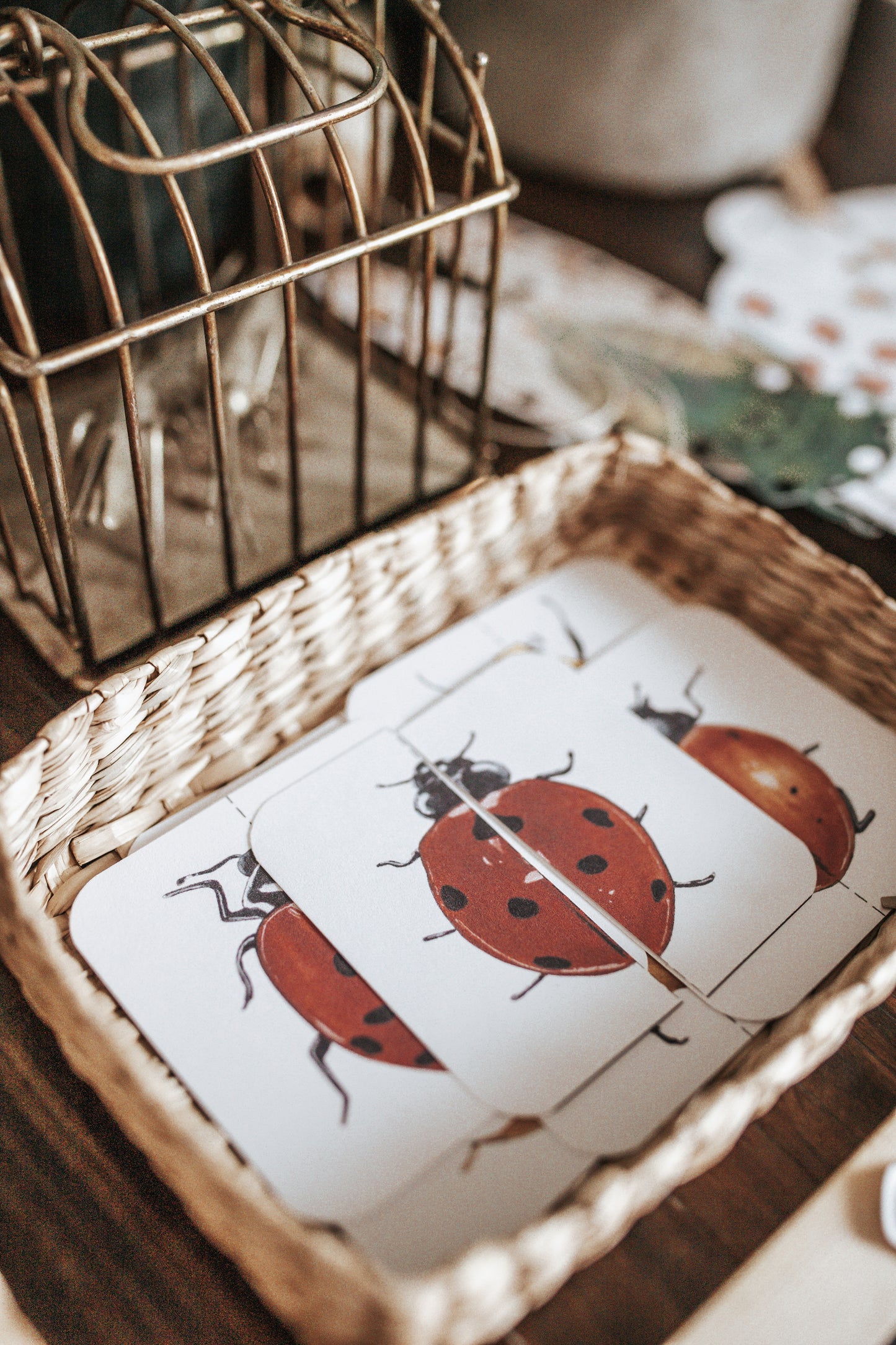 BUGS/ENTOMOLOGY MORNING BASKET
