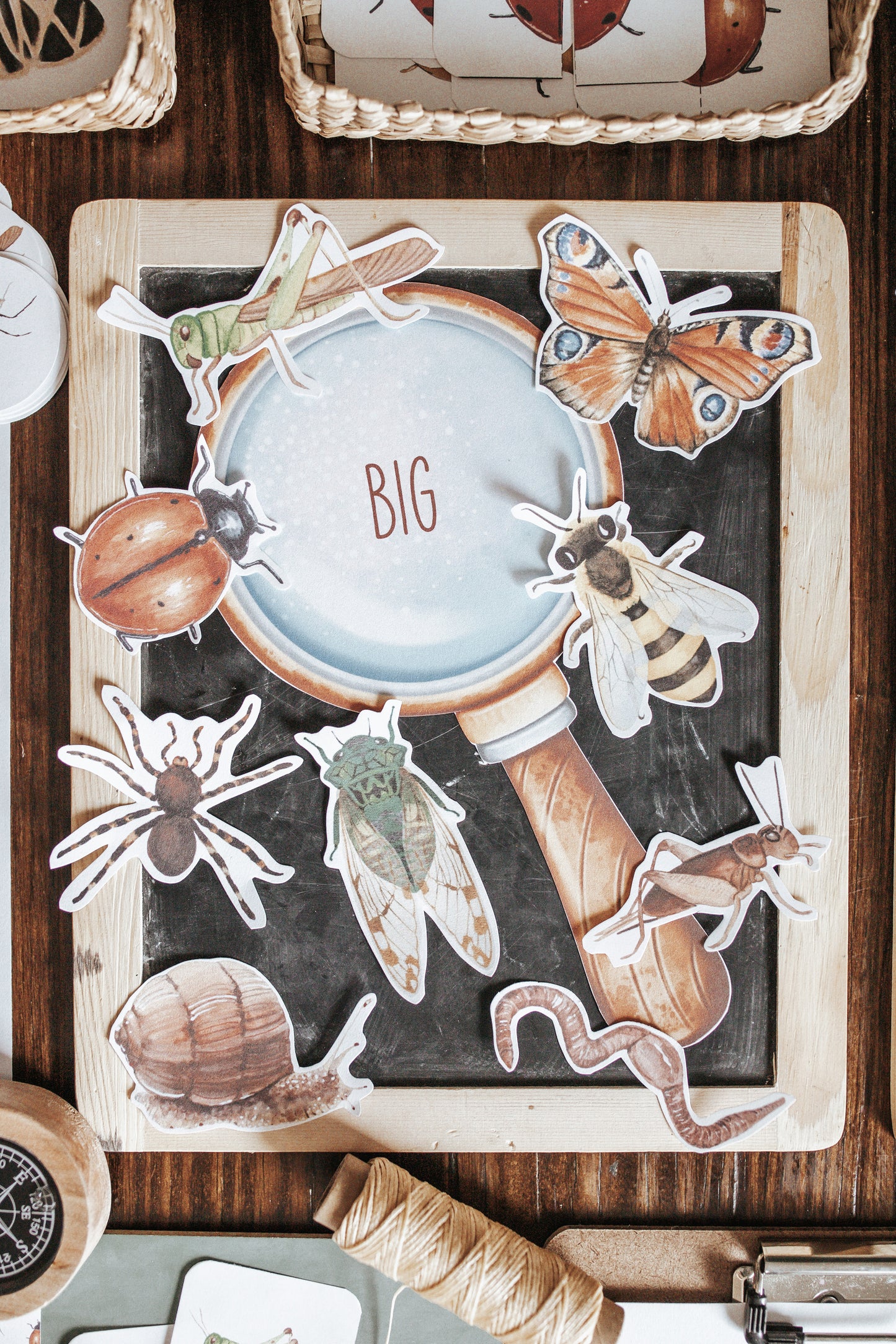 BUGS/ENTOMOLOGY MORNING BASKET